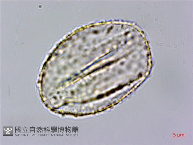 粗鋸齒薺薴藏品圖，第1張