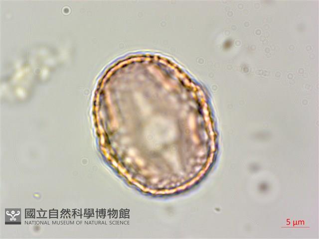 白木蘇花藏品圖，第2張