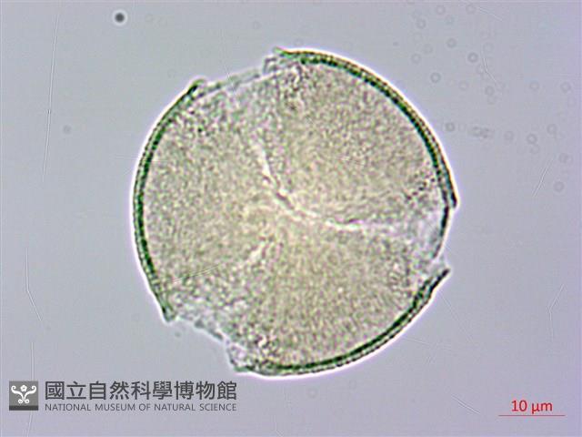 山櫻花、緋櫻花、山櫻桃藏品圖，第1張