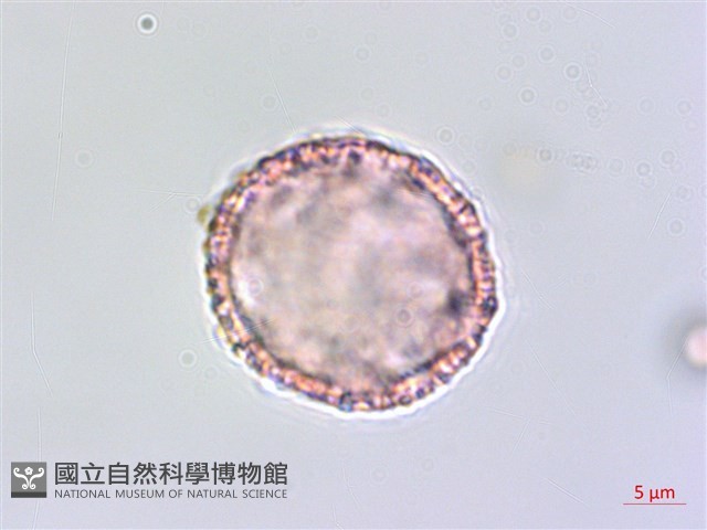 琉球黃楊藏品圖，第1張