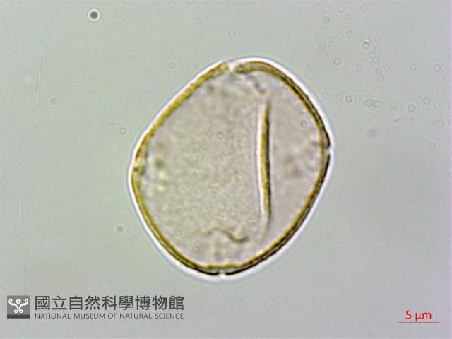 台灣苣苔藏品圖，第1張