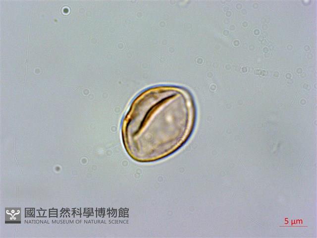 菲律賓扁葉芋、蘭嶼扁葉芋藏品圖，第1張