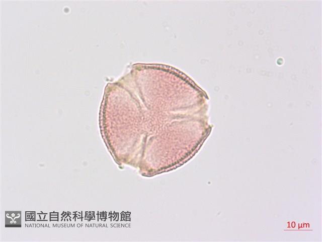 尼泊爾山香園藏品圖，第1張