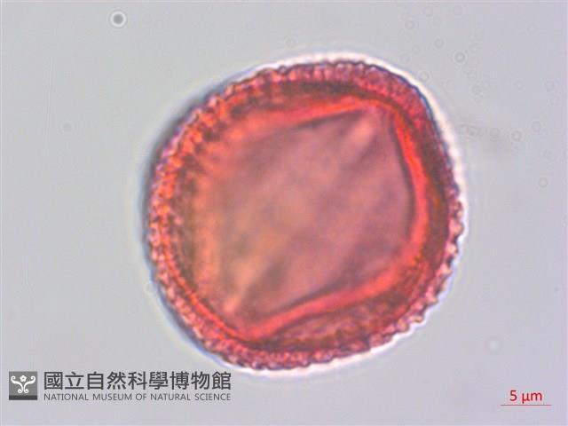 掌葉蘋婆藏品圖，第2張