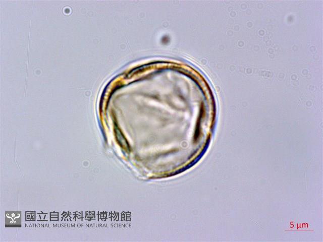 苦懸鉤子藏品圖，第1張