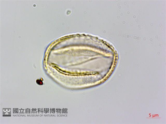 耳葉菝契、抱莖菝契、穿鞘菝契藏品圖，第1張