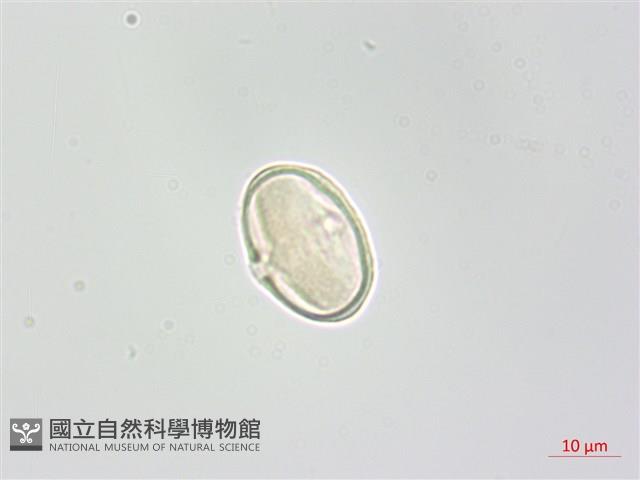 台灣芎窮藏品圖，第1張