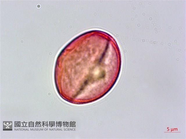 清水金絲桃藏品圖，第1張