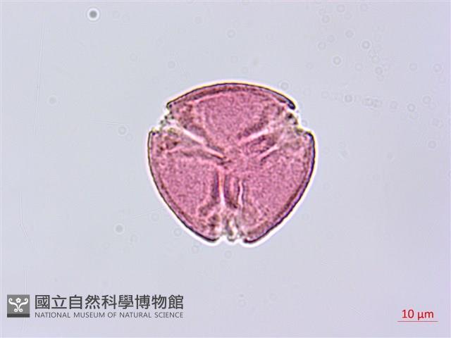 老鴰鈴藏品圖，第1張