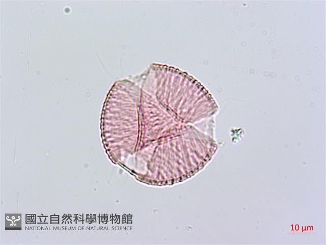 臺灣肺形草藏品圖，第1張