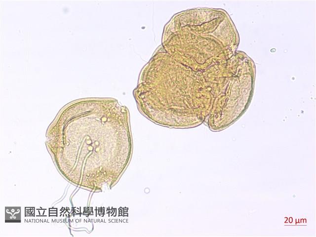 南湖柳葉菜藏品圖，第1張