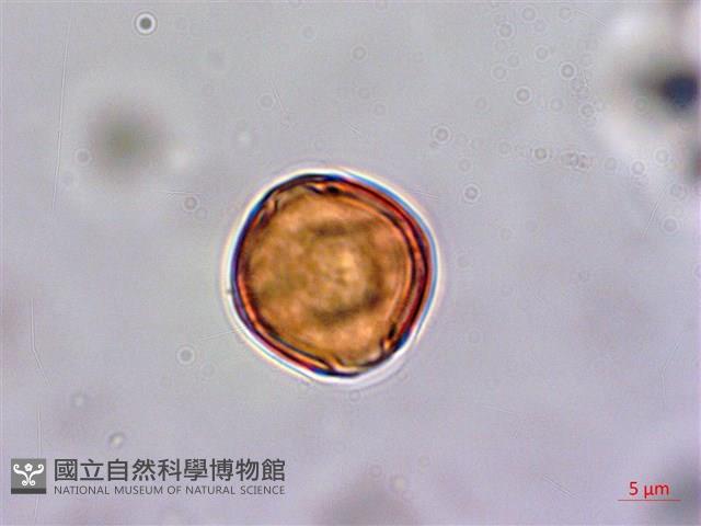 台灣佛甲草、石板菜藏品圖，第2張
