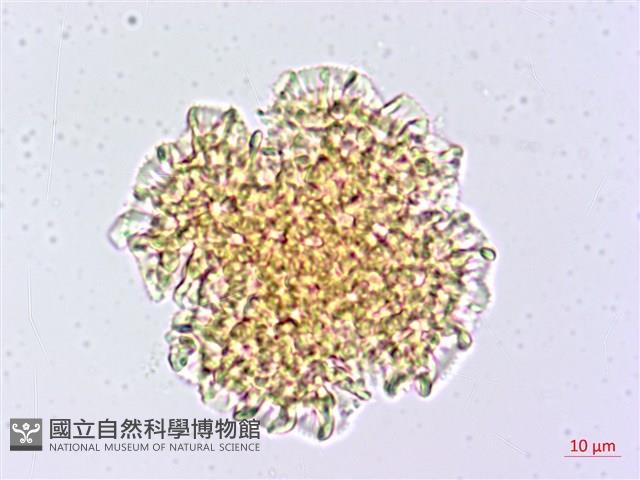 石蓯蓉藏品圖，第1張