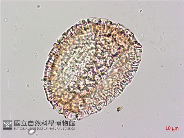 毛西番蓮藏品圖，第2張