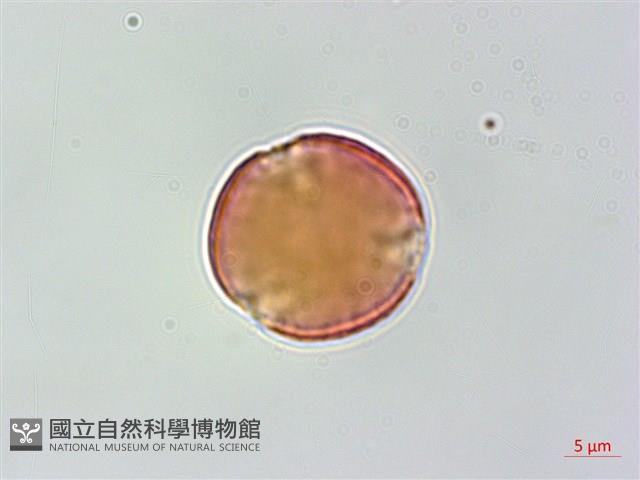 蘭嶼虎皮楠藏品圖，第1張