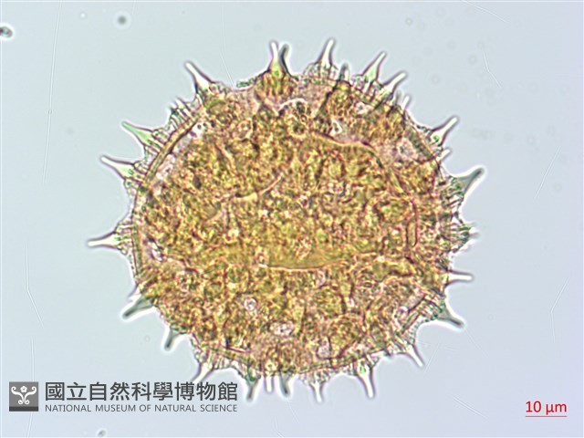 番仔藤藏品圖，第2張