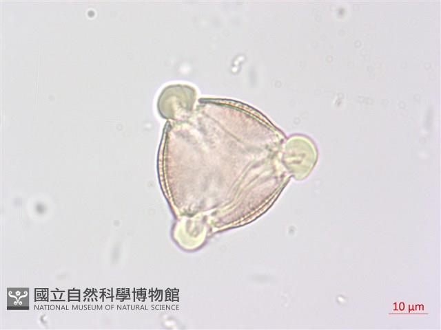 野鴉椿藏品圖，第1張