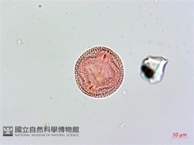 羊角藤藏品圖，第1張