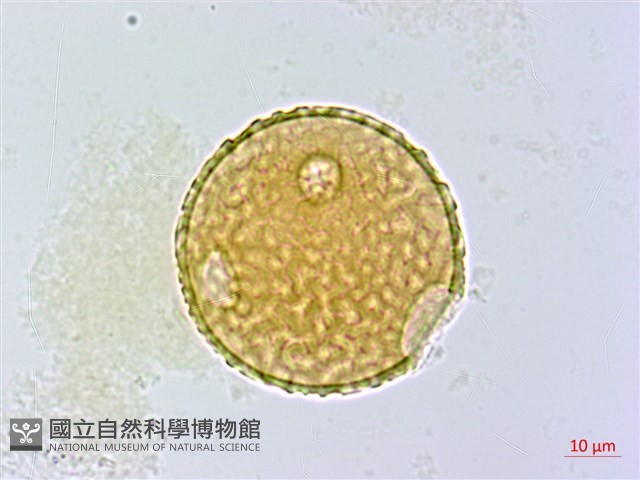 刺桐藏品圖，第1張
