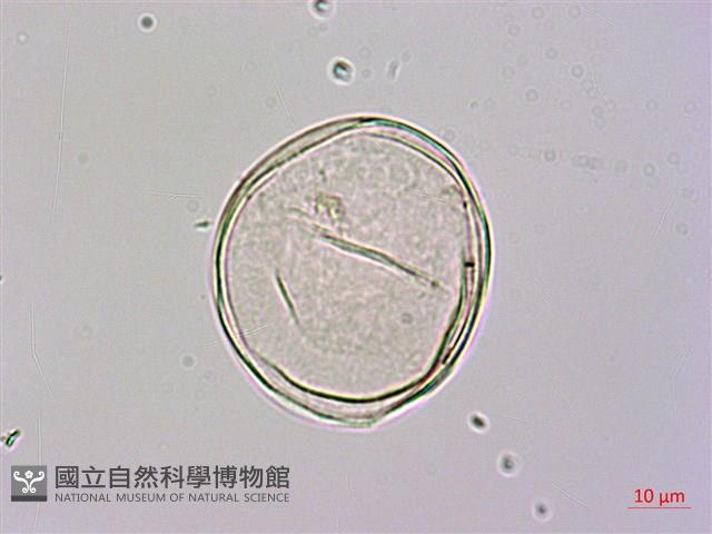 台灣魔芋、亨利氏蒟蒻藏品圖，第1張