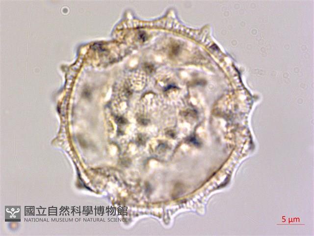 光果田麻藏品圖，第1張