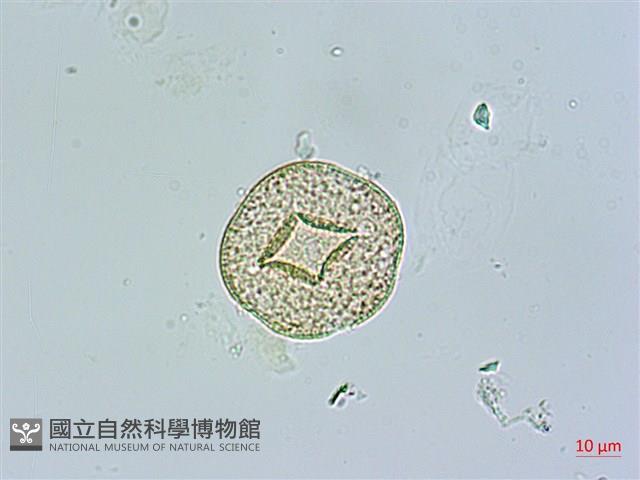 鵝兒腸藏品圖，第1張