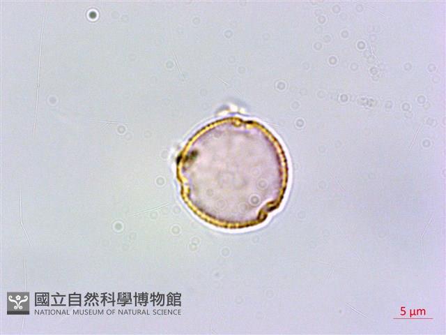 恆春鉤藤藏品圖，第1張