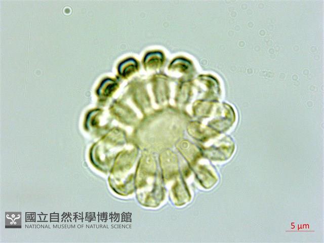 瓜子金藏品圖，第1張