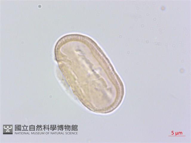 防風藏品圖，第1張