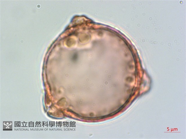 菲律賓胡頹子藏品圖，第1張