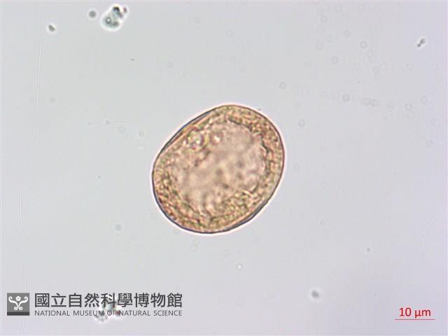 狗尾草藏品圖，第2張