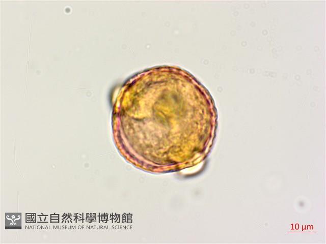 木豆藏品圖，第1張