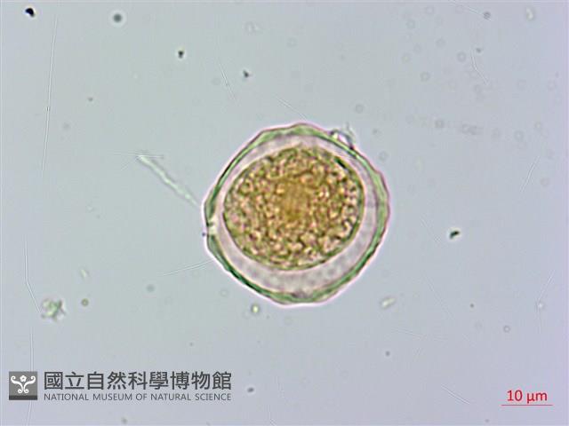 阿里山榆藏品圖，第2張