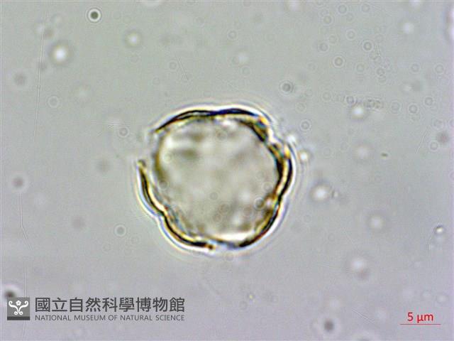 南華南蛇藤，青江藤藏品圖，第2張
