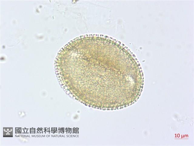 登錄號:S093624藏品圖，第1張