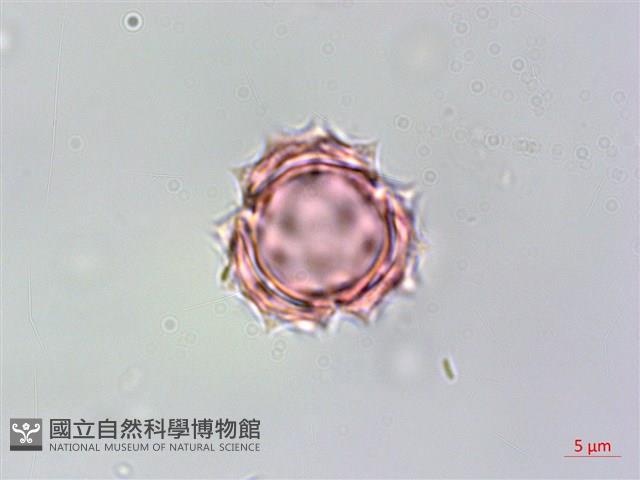 銀膠菊藏品圖，第2張