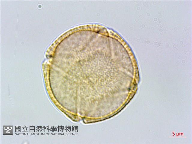 羊蹄藏品圖，第1張