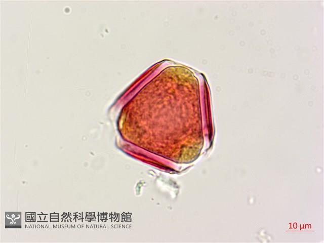 三葉木藍藏品圖，第2張