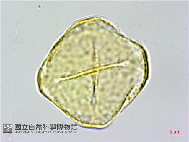 彎果黃菫藏品圖，第1張