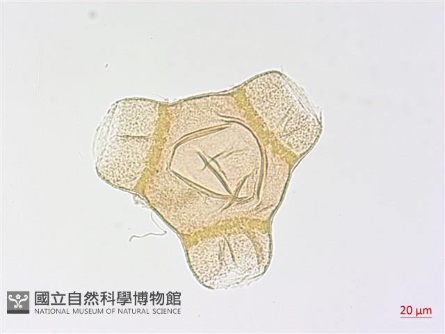 裂葉月見草藏品圖，第1張