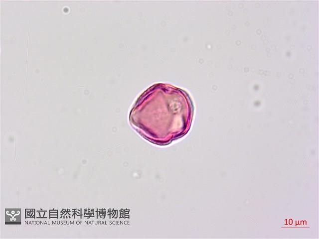 毛苦參藏品圖，第2張