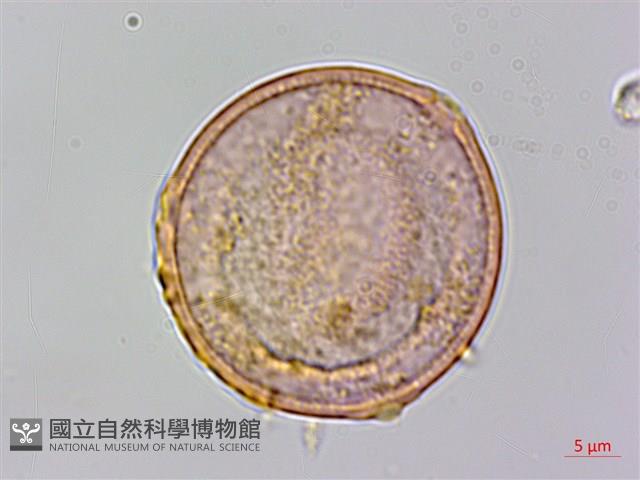 糙葉樹藏品圖，第1張