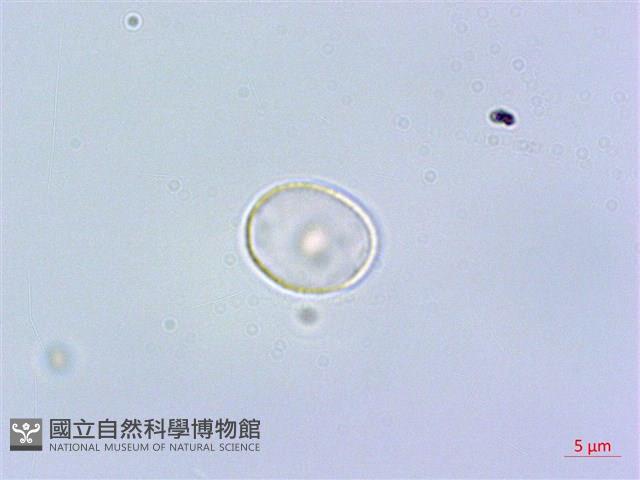 短角冷水麻藏品圖，第1張