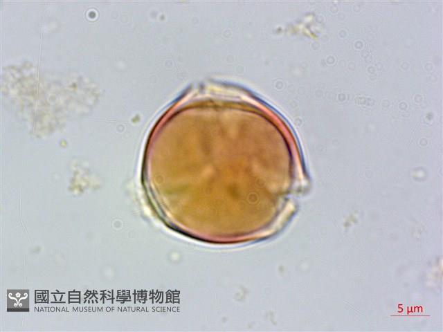 毛果柃木、菱葉柃木藏品圖，第1張