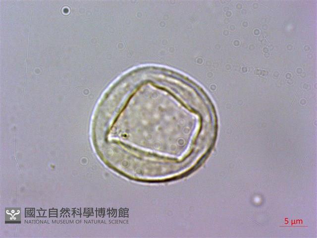 申跋、油跋、小天南星藏品圖，第2張
