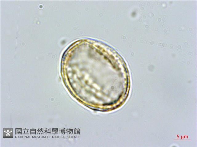 串鼻龍藏品圖，第2張