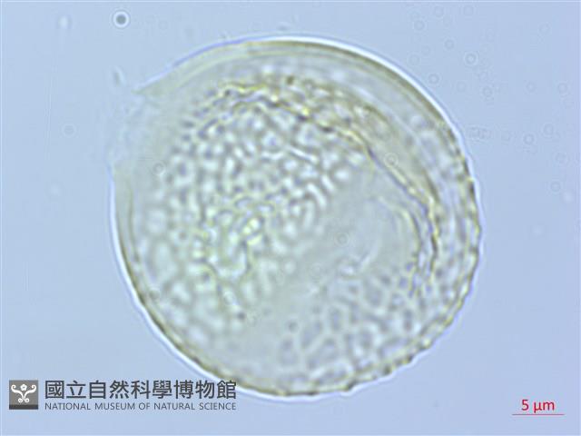 武威山烏皮茶藏品圖，第1張