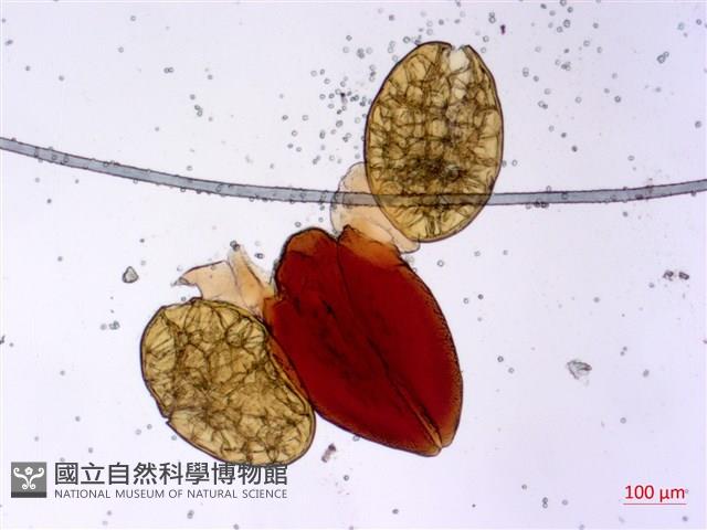 蘭嶼牛皮消、蘭嶼白薇藏品圖，第2張