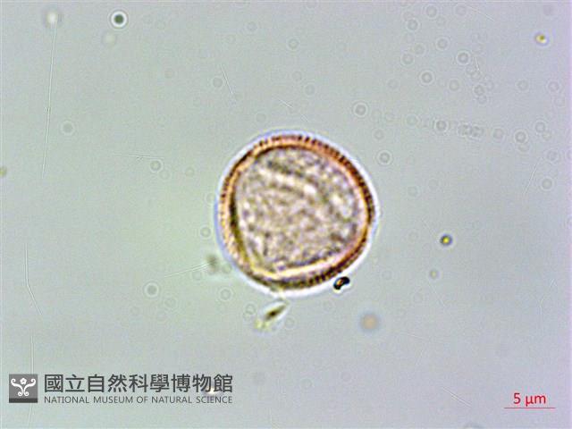 臺灣鉤藤藏品圖，第1張