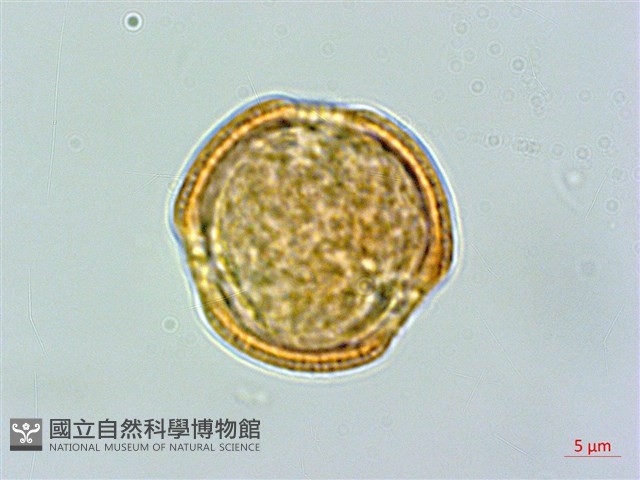 巴氏鐵線蓮藏品圖，第1張